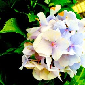 Meet your Posher, Felicia